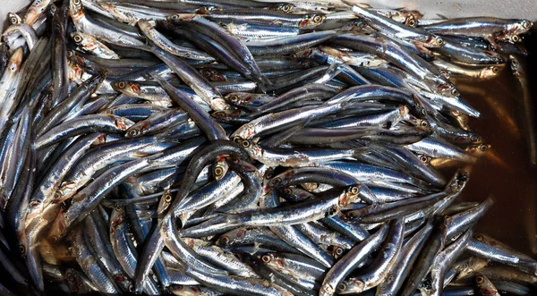 Akdeniz balık maruz — Stok fotoğraf
