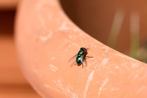 Mosca verde isolada — Fotografia de Stock