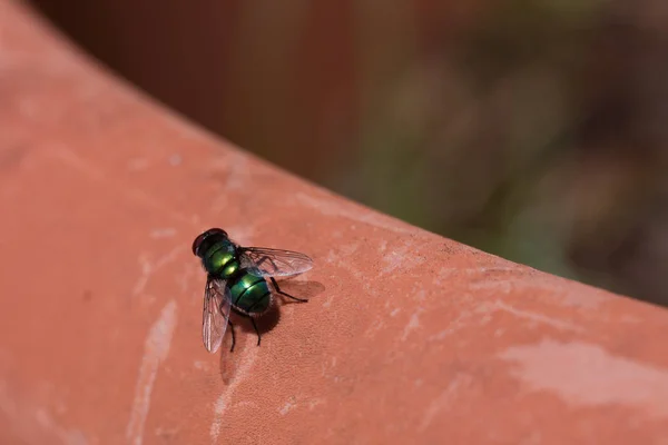 Mosca verde isolada — Fotografia de Stock