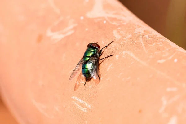 Mouche verte isolée — Photo