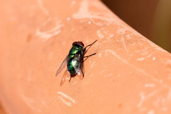 Mosca verde isolada — Fotografia de Stock