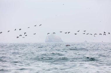 Ballestas Islands, Peru
