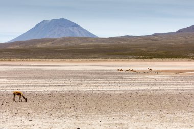 lama Vikunja (Vicugna vicugna)
