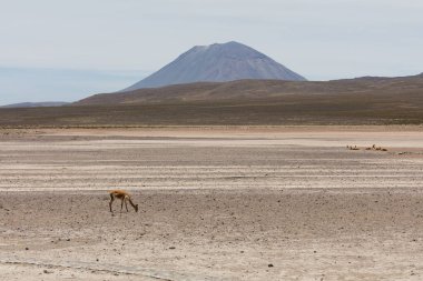 lama Vikunja (Vicugna vicugna)