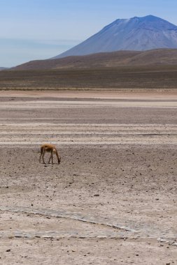 lama Vikunja (Vicugna vicugna)