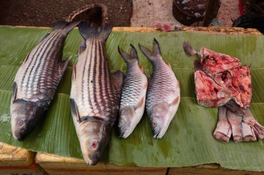 Chauchilla Nekropolü, peru