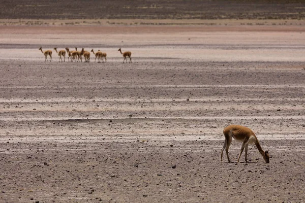 Lama Vikunja (Vicugna vicugna) — Foto de Stock