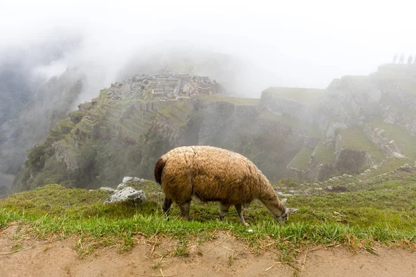 Machu Picchu, Pérou , — Photo