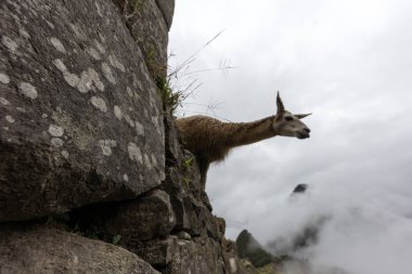 Machu Picchu, Peru,