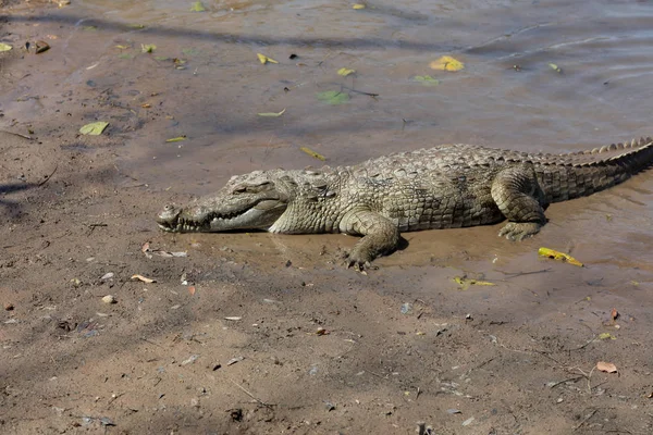 神圣的鳄鱼，布吉纳法索 — 图库照片