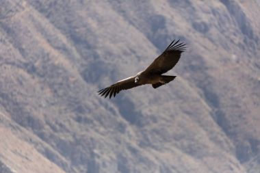 Condor flying  in Peru clipart