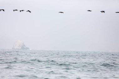 Ballestas Islands, Perù