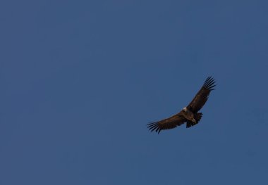 Peru'da uçan akbaba