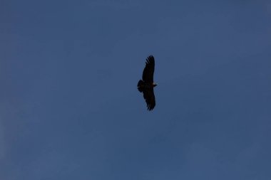 Peru'da uçan akbaba