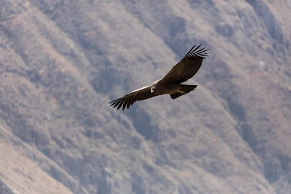 Condor fliegt in Peru — Stockfoto