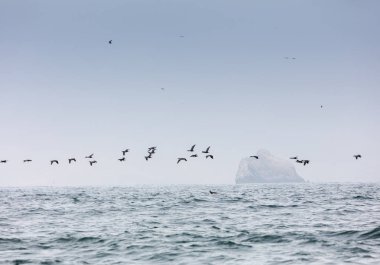 Ballestas Islands, Peru