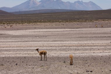 lama Vikunja (Vicugna vicugna)