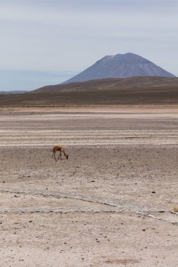 lama Vikunja (Vicugna vicugna)