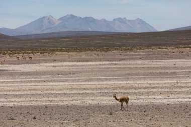 lama Vikunja (Vicugna vicugna)