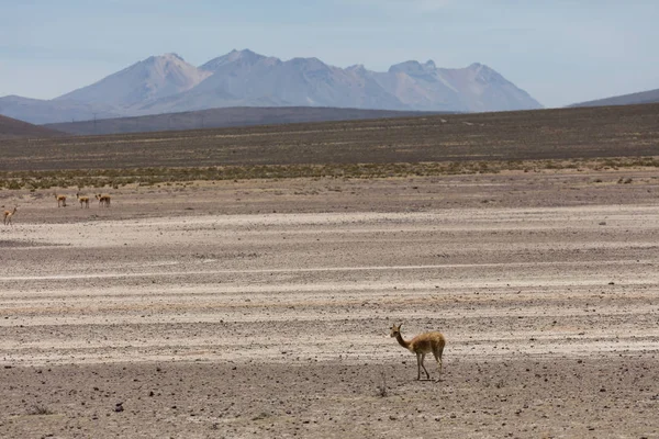 lama Vikunja (Vicugna vicugna)