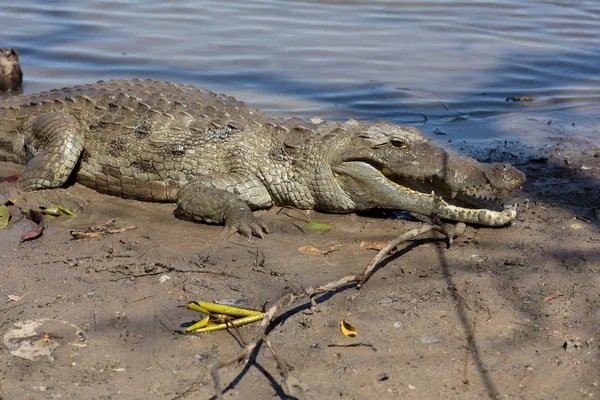 Szent krokodil, Burkina Faso — Stock Fotó