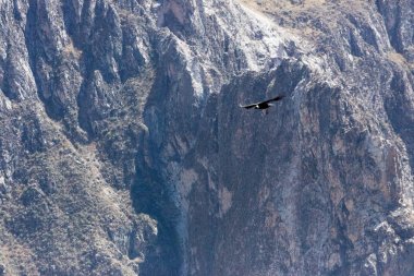Peru'da uçan akbaba