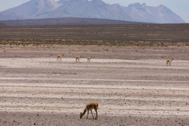 lama Vikunja (Vicugna vicugna)