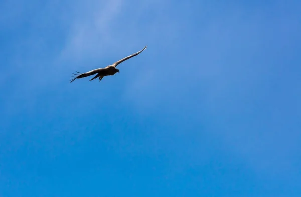 Cóndor volando en Perú — Foto de Stock