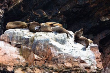 Ballestas Islands, Perù