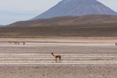 lama Vikunja (Vicugna vicugna)