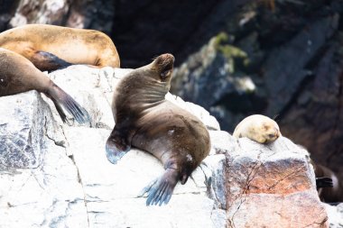 Ballestas Islands, Perù