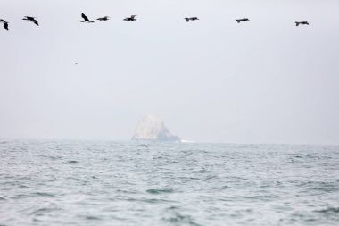Ballestas Islands, Peru
