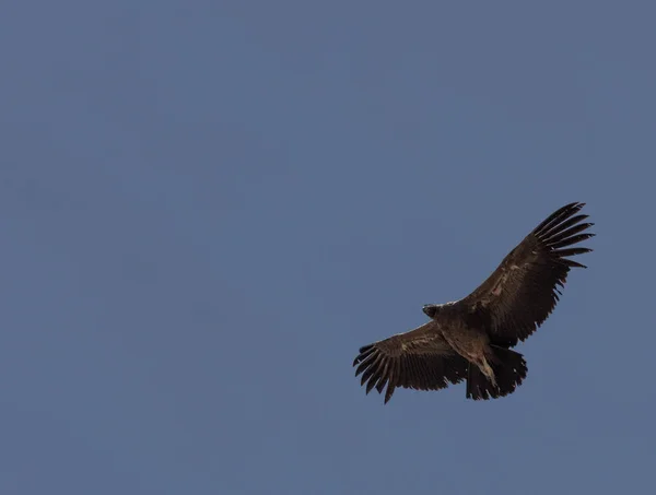 Condor voando no Peru — Fotografia de Stock