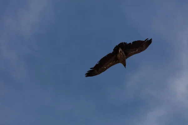 Condor voando no Peru — Fotografia de Stock