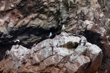 Ballestas Islands, Perù