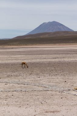 lama Vikunja (Vicugna vicugna)