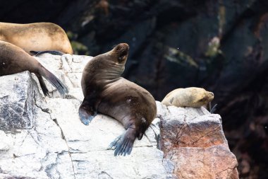 Ballestas Islands, Perù