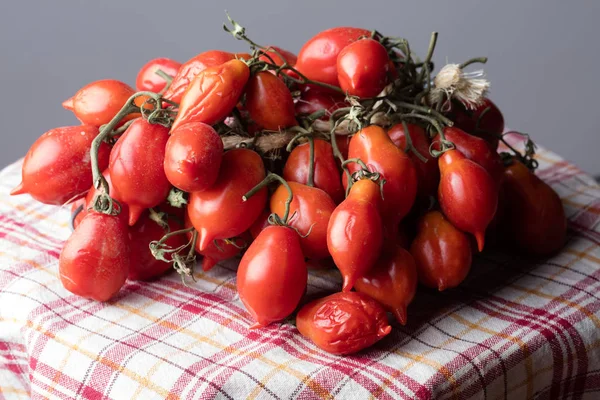 Tomates de Vesúvio — Fotografia de Stock