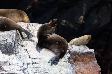 Ballestas Islands, Perù