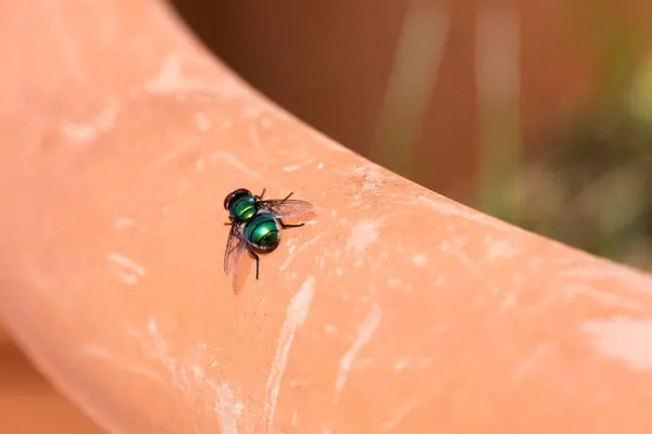 Mosca verde isolada — Fotografia de Stock