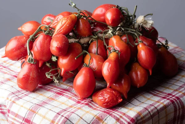 Tomates de Vesúvio — Fotografia de Stock