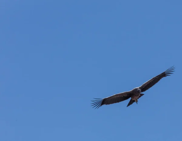 Condor voando no Peru — Fotografia de Stock