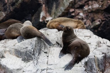 Ballestas Islands, Perù
