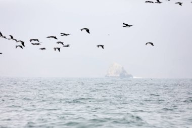 Ballestas Islands, Peru