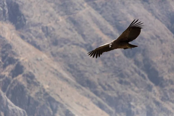 Condor fliegt in Peru — Stockfoto