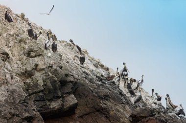 Ballestas Islands, Peru