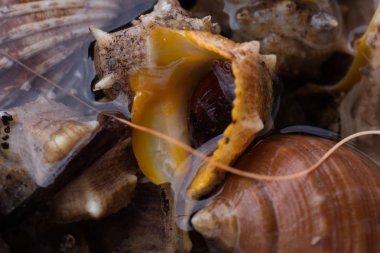 Deniz salyangozu, kapat.