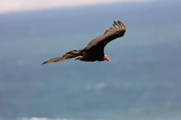 Och en kondor under flygning — Stockfoto