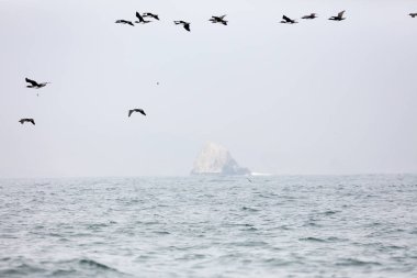 Ballestas Islands, Peru