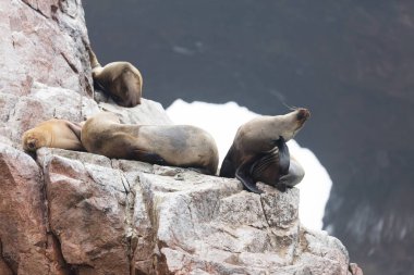 Ballestas Islands, Peru